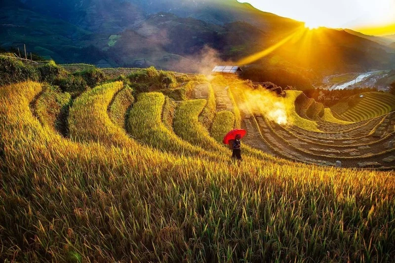 Rice Terraces