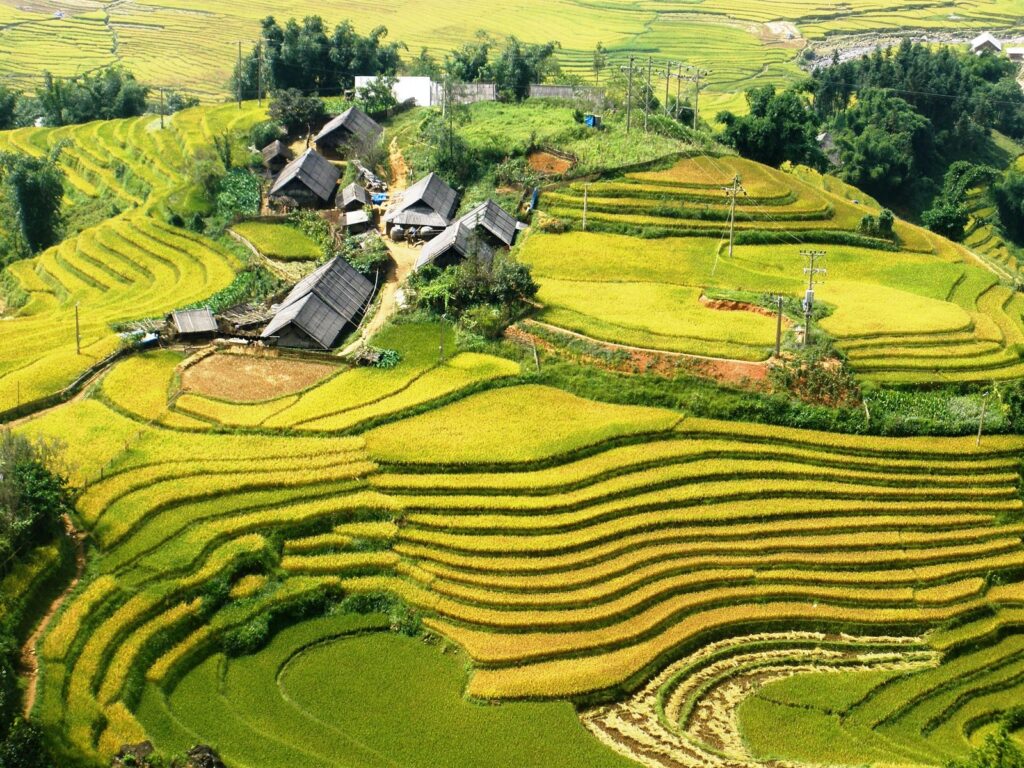 terrace fields in Sapa