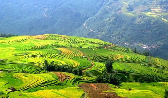 Sapa rice terraces